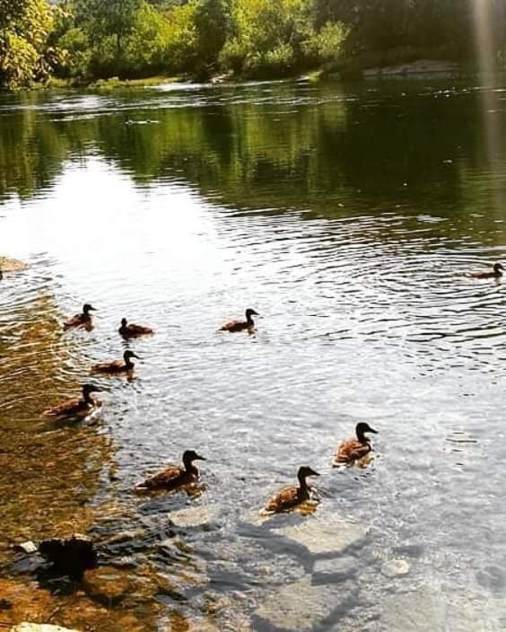 Flora&Fauna Bihac Bagian luar foto